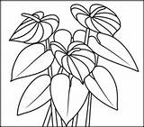Anthurium Coloring Pages Flower Coloritbynumbers Flowers Color Printable Number Kids Anthuriums Printables Colouring Adult Related Drawings Paint 226px 208px 43kb sketch template