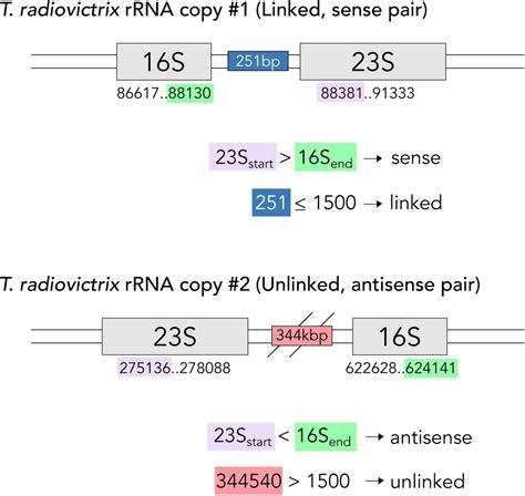 unlinked rrna genes  widespread  bacteria  archaea biorxiv