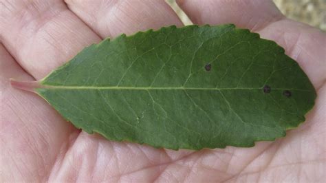 Leaf Oval Thin Tree Guide Uk Leaves Oval Thin Tree Identification