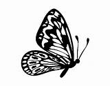 Butterfly Normal Wings Coloring Coloringcrew sketch template