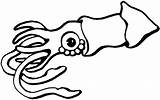 Squid Calamar Stingray Tintenfisch Colorear Sting Ausmalbild Educación Menta Clipground sketch template