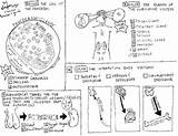 Endocrine sketch template