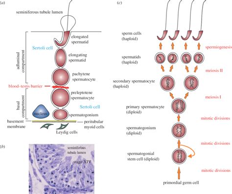 biology  spermatogenesis   rat  schematic drawing    scientific