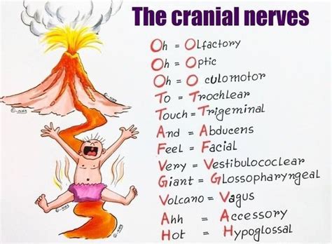 cranial nerves mnemonic cranial nerves mnemonic dental humor nursing
