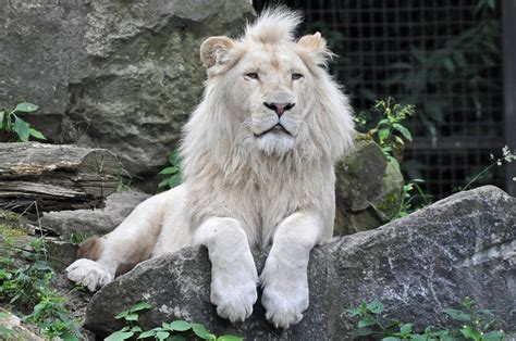 white lion wallpapers images  pictures backgrounds