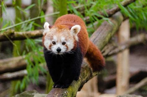 curious facts  red pandas