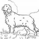 Setter Coloring Irish Pages Mastiff Dog Tibetan Colouring Drawing Designlooter Getcolorings Print Drawings Getdrawings Color 17kb 250px sketch template