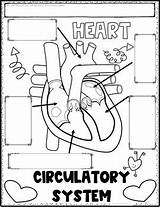 Circulatory System Activity Review Notes Sketch Kids Heart Organizer Graphic Shoppe Samson Worksheet Cardiovascular Science Preview Activities Health Teacherspayteachers sketch template
