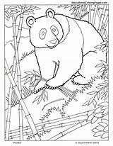 Coloring Pages Panda Animals Animal Realistic Mammals Kids Mammal Printable Zoo Lioness Book Colouring Color Forest Sheets Books Drawing Print sketch template