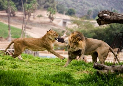 lion facts pictures  animals