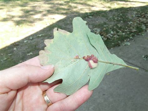ephesians  verse  woolly oak leaf gall