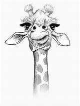 Zeichnen Giraffen Giraffes Realistas Jirafa Sketching Fun Tallest Abstracto Lienzo Nonetheless Comes Straight Necks Artisticos sketch template