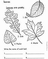 Coloring Leaf Leaves Pages Printable Print Tree Arbor Kids Color Sheets Fall Trees Sheet Colouring Types Printables Large Identification Google sketch template