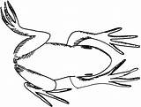 Frog Coloring Pages Swimming sketch template