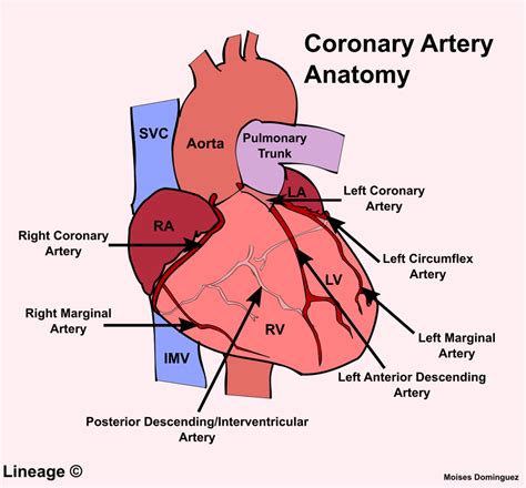 coronary artery anatomy cardiovascular medbullets step