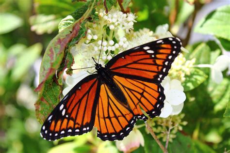 monarch butterfly  extremopenguin  deviantart