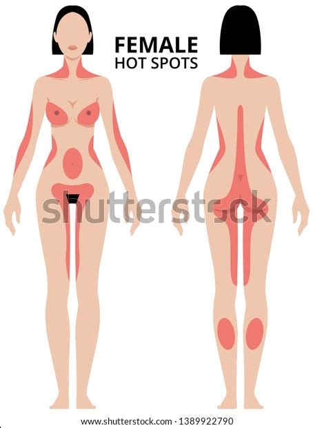 vector illustration female erogenous zones woman stock vector royalty