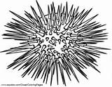 Urchin Sea Coloring Pages Urchins Printable Hubpages Animal Ocean Designlooter Facts Drawing Squidoo Gemerkt Von sketch template