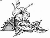 Hibiscus Flower Clipart Outline Drawing Tree Cartoon Line Cliparts Coloring Pages Flowers Library Drawings Clip Gif Google Book Plants Search sketch template