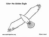 Coloring Eagle Bald Soaring Golden Exploringnature sketch template