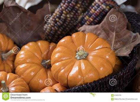 Pumpkins And Corn For Thanksgiving Decor Stock Image