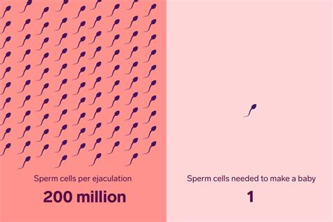 How Long Can Sperm Stay Alive Inside A Woman Thaipoliceplus