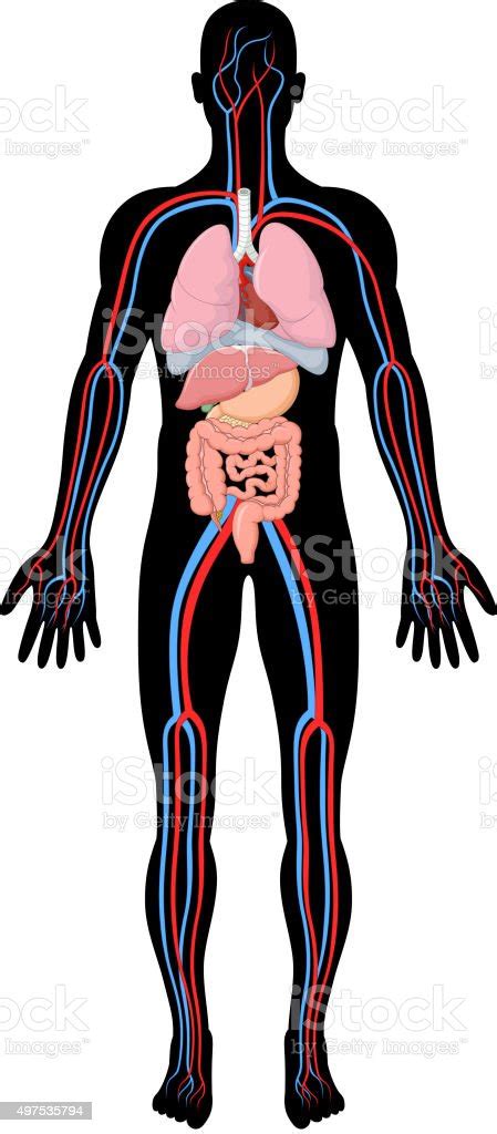 cartoon illustration of human body anatomy stock vector art 497535794