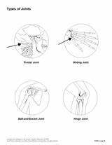 Joints Types Human Body Visuals Worksheet Worksheets Teachervision Transparencies Grade Choose Board Printable Diagrams These sketch template