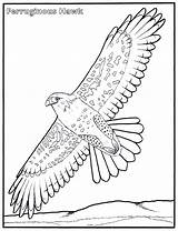 Hawk Pages Coloring Colouring sketch template