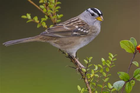 give    birder sparrow identification bird academy  cornell lab