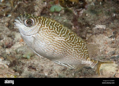rabbitfish  res stock photography  images alamy