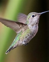 Risultato immagine per colibrì di Anna. Dimensioni: 157 x 200. Fonte: celebrateurbanbirds.org