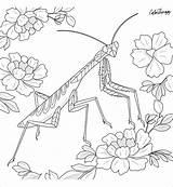 Mantis Praying Coloring Coloringbay Insect sketch template