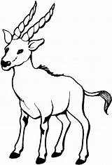 Gazela Colorat Gazelle Goat Planse Kolorowanka Kolorowanki Stambecchi Koza Kambing Cabra Cerb Mewarnai Koziołek Capra Kozy Erbivori Malowanki Popular Tahr sketch template