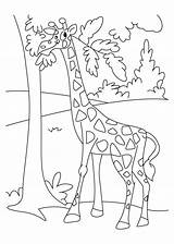 Giraffe Coloring Pages Leaves Enjoying Color Giraffes Kids Comments sketch template