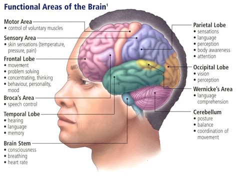 unit   brain introduction  psychology