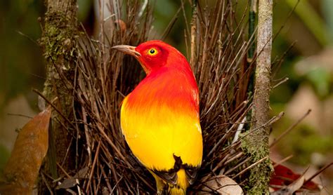 flame bowerbird     eyes  mesmerising