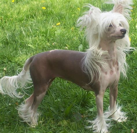 chinese crested luv  dogs