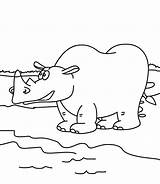 Hippo Coloring Baby Pages Getcolorings sketch template