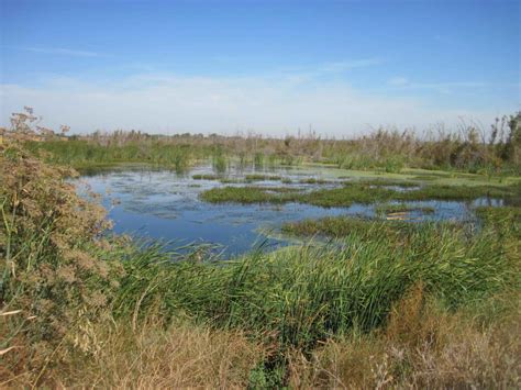 picture beautiful marsh wetland landscape