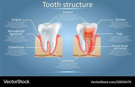 dental anatomy  tooth structure diagram vector image