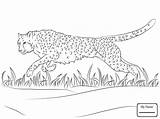 Cheetah Running Coloring Pages Drawing Getcolorings Colo Getdrawings Color sketch template
