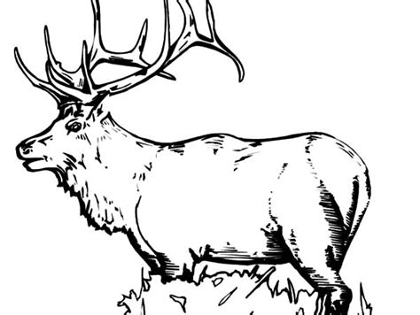 elk coloring pages  kids  print  coloring pages