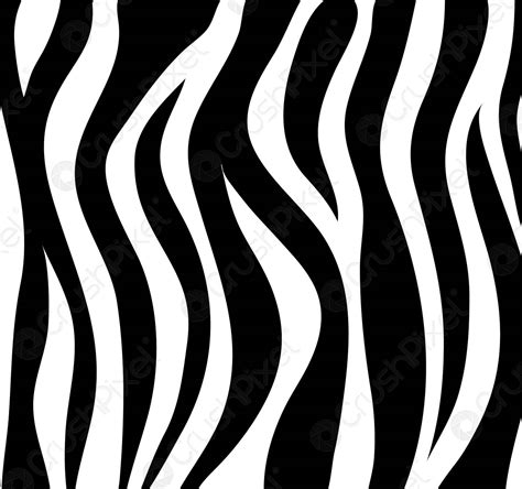 zebra stripes black  white abstract background  skin vector