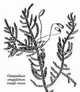Cnps Mosses Liverworts Bryophytes Fascinating Those Moss sketch template