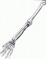 Arm Skeleton Drawing Bones Human Deviantart Drawings Getdrawings Anatomy Illustration sketch template
