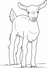 Goat Coloring Baby Pages Color Coloringpages101 sketch template