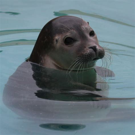 commonharbour seal
