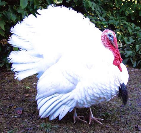 How To Start Turkey Farming A Beginner S Guide