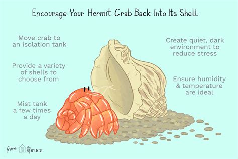 comment traiter levacuation de la carapace chez les crabes hermites